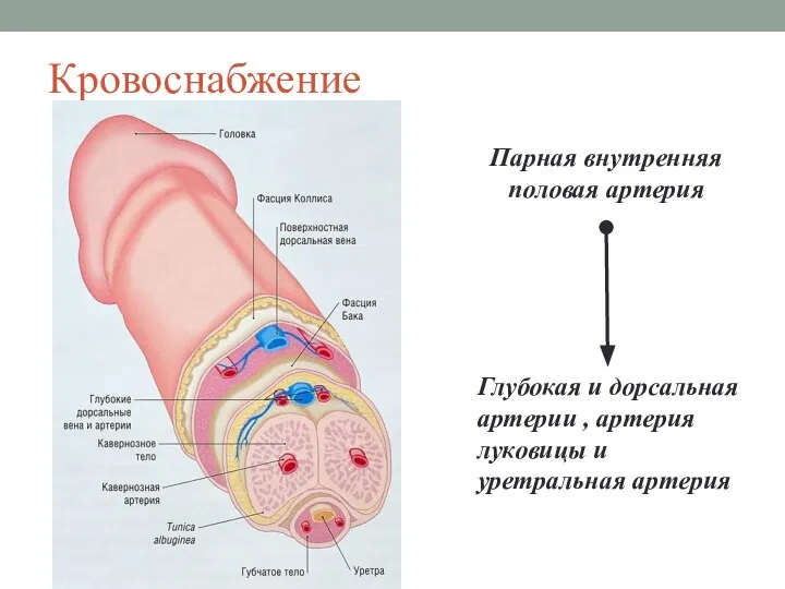 Кровоснабжение Парная внутренняя половая артерия Глубокая и дорсальная артерии , артерия луковицы и уретральная артерия