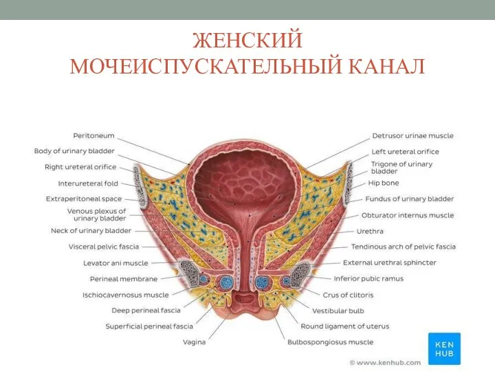 ЖЕНСКИЙ МОЧЕИСПУСКАТЕЛЬНЫЙ КАНАЛ