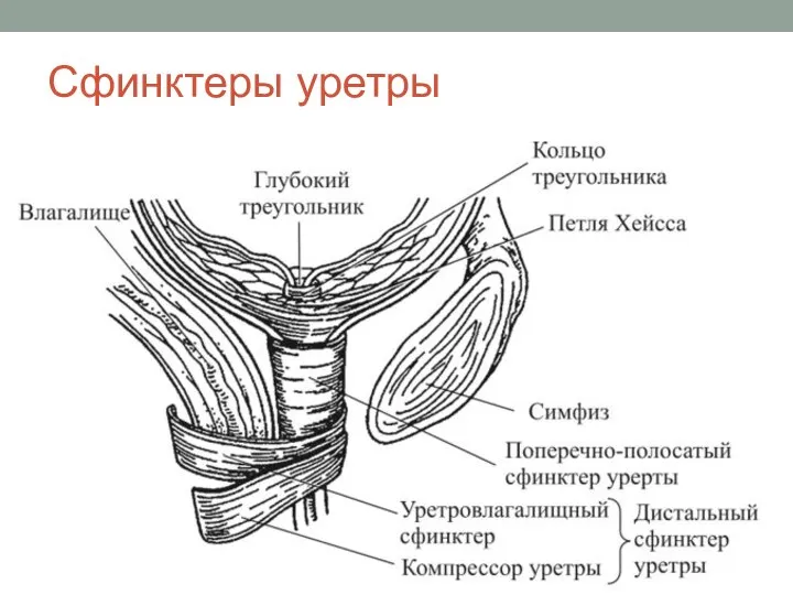 Сфинктеры уретры