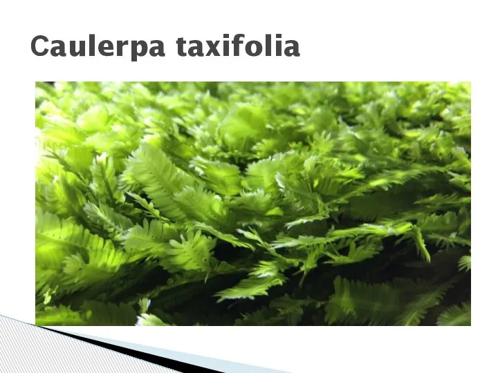 Сaulerpa taxifolia