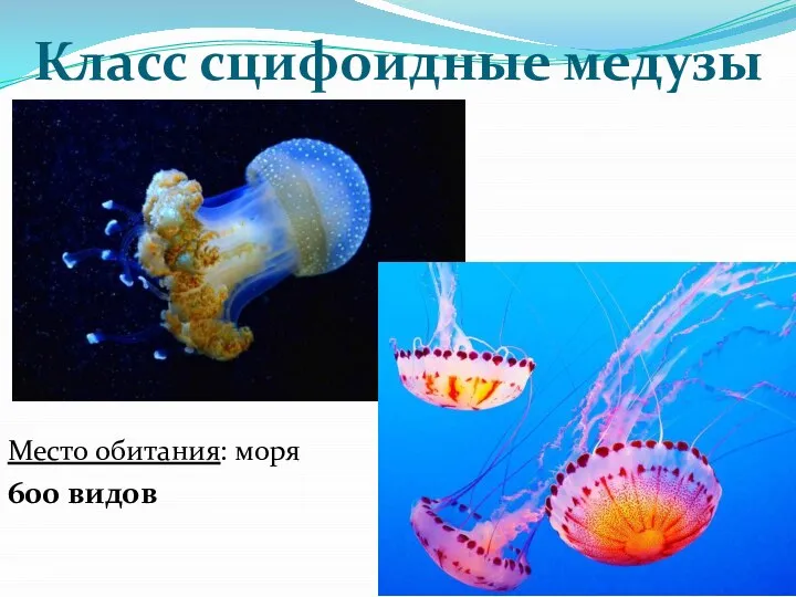 Класс сцифоидные медузы Место обитания: моря 600 видов