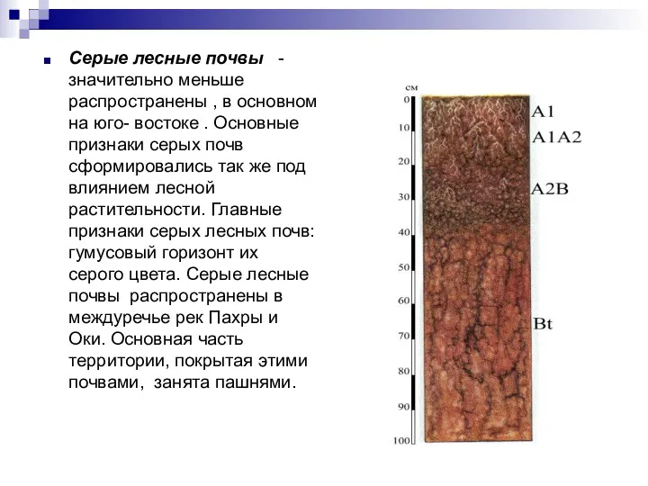 Серые лесные почвы - значительно меньше распространены , в основном на юго-