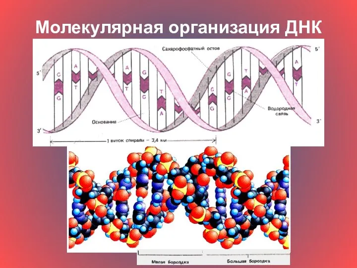 Молекулярная организация ДНК