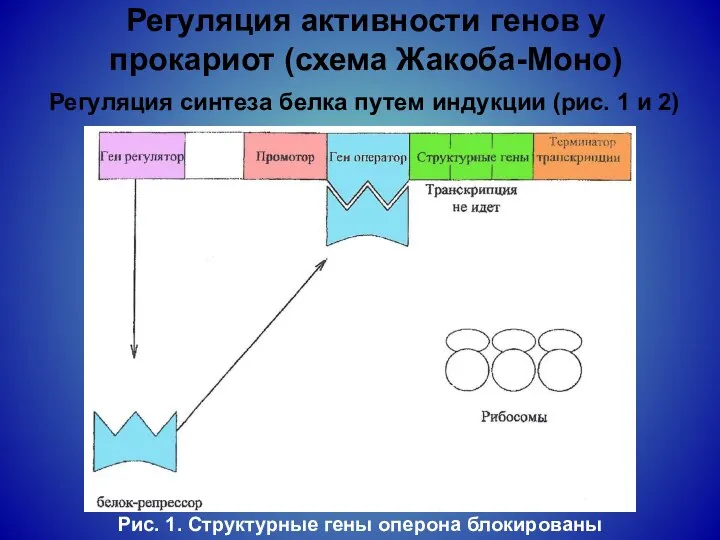 Регуляция активности генов у прокариот (схема Жакоба-Моно) Регуляция синтеза белка путем индукции