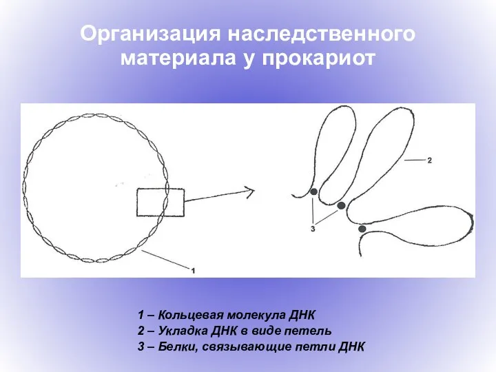 Организация наследственного материала у прокариот 1 – Кольцевая молекула ДНК 2 –