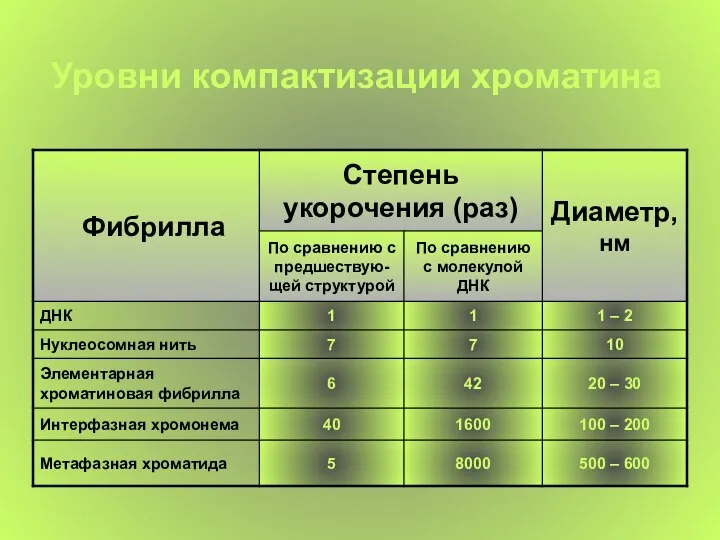 Уровни компактизации хроматина