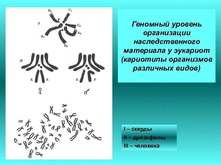 Геномный уровень организации наследственного материала у эукариот (кариотипы организмов различных видов) I