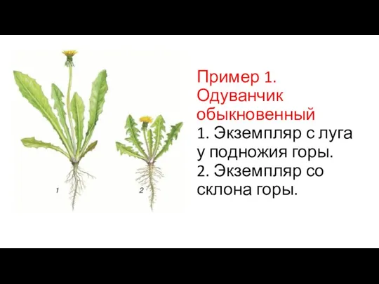 Пример 1. Одуванчик обыкновенный 1. Экземпляр с луга у подножия горы. 2. Экземпляр со склона горы.