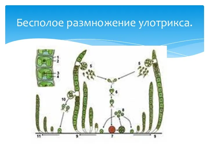 Бесполое размножение улотрикса.