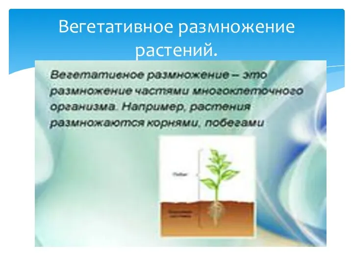 Вегетативное размножение растений.
