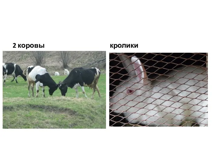 2 коровы кролики