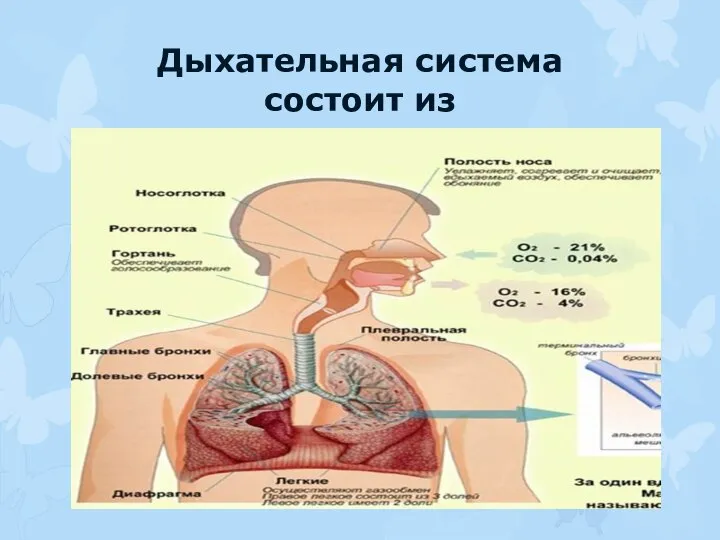 Дыхательная система состоит из