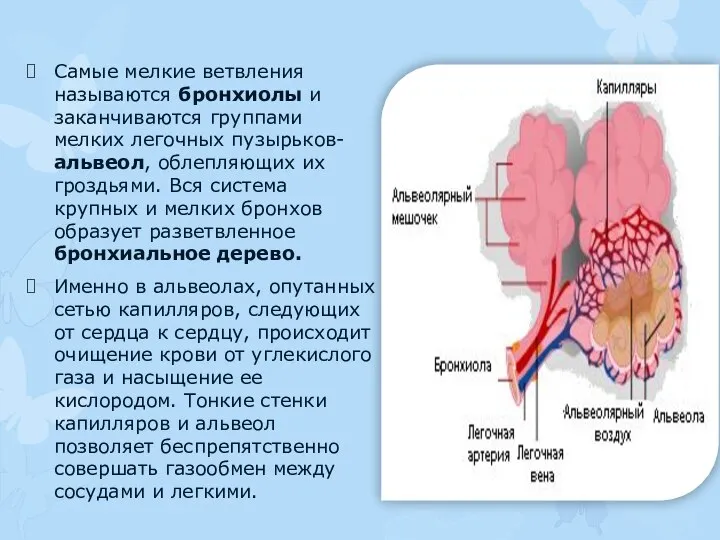 Самые мелкие ветвления называются бронхиолы и заканчиваются группами мелких легочных пузырьков- альвеол,