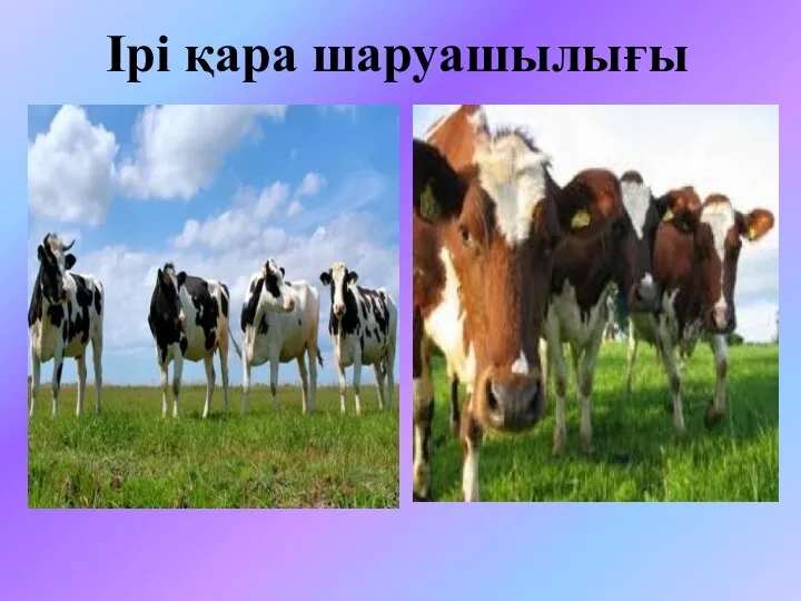 Ірі қара шаруашылығы