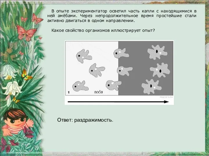 В опыте экспериментатор осветил часть капли с находящимися в ней амёбами. Через