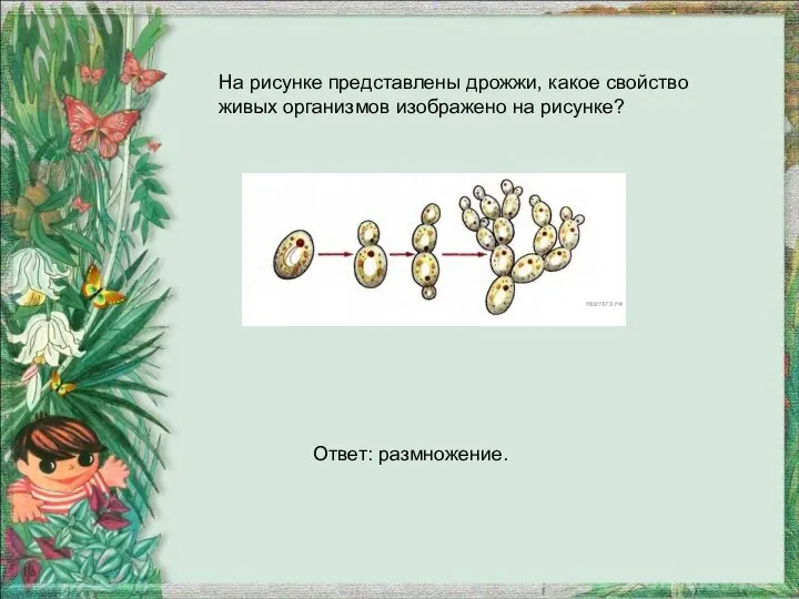 На рисунке представлены дрожжи, какое свойство живых организмов изображено на рисунке? Ответ: размножение.