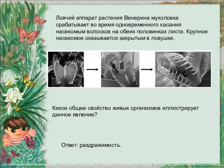Ловчий аппарат растения Венерина мухоловка срабатывает во время одновременного касания насекомым волосков