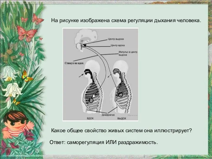 На рисунке изображена схема регуляции дыхания человека. Какое общее свойство живых систем