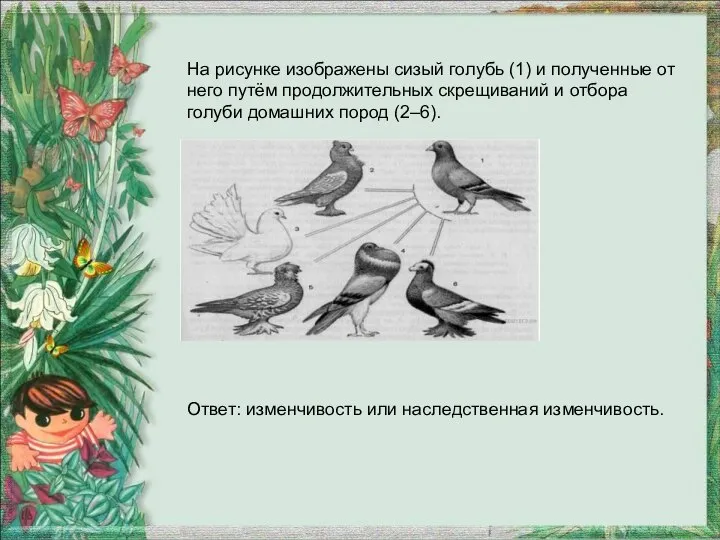 На рисунке изображены сизый голубь (1) и полученные от него путём продолжительных