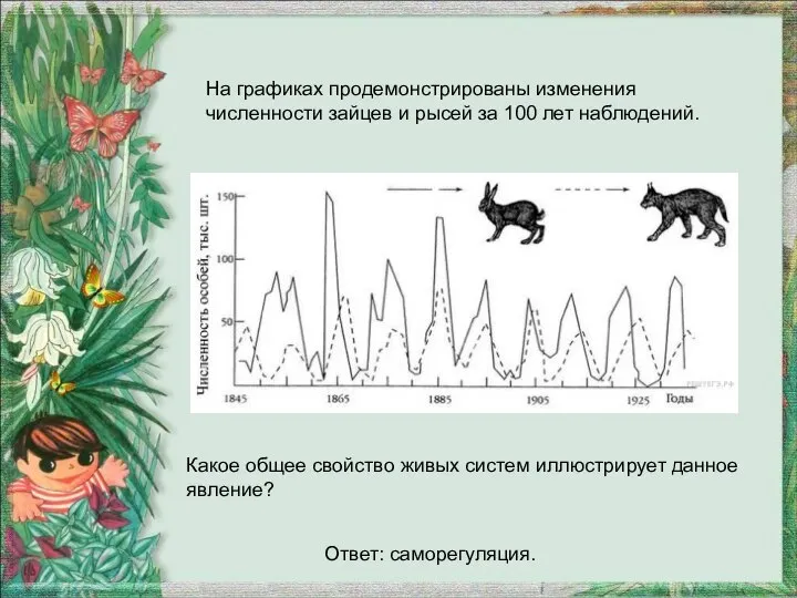 На графиках продемонстрированы изменения численности зайцев и рысей за 100 лет наблюдений.