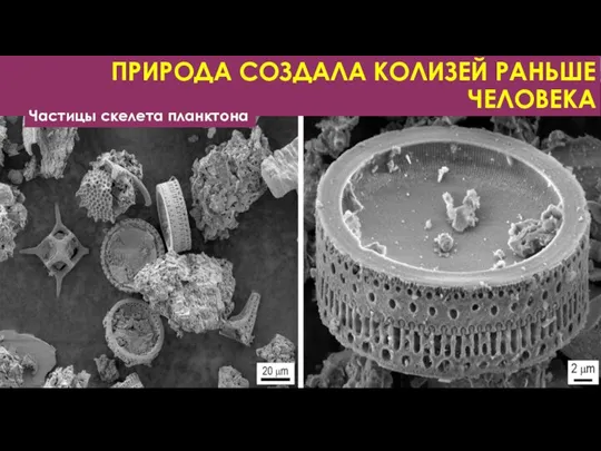ПРИРОДА СОЗДАЛА КОЛИЗЕЙ РАНЬШЕ ЧЕЛОВЕКА Частицы скелета планктона