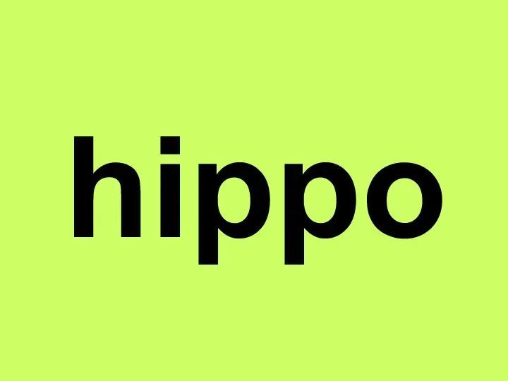 hippo