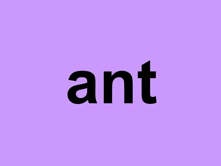 ant