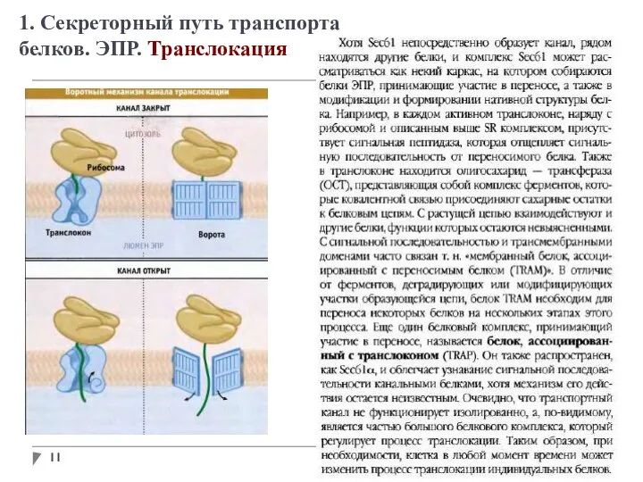 1. Секреторный путь транспорта белков. ЭПР. Транслокация