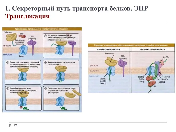 1. Секреторный путь транспорта белков. ЭПР Транслокация