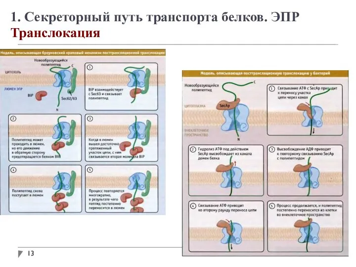 1. Секреторный путь транспорта белков. ЭПР Транслокация