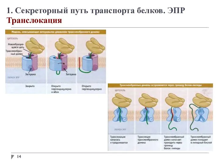 1. Секреторный путь транспорта белков. ЭПР Транслокация