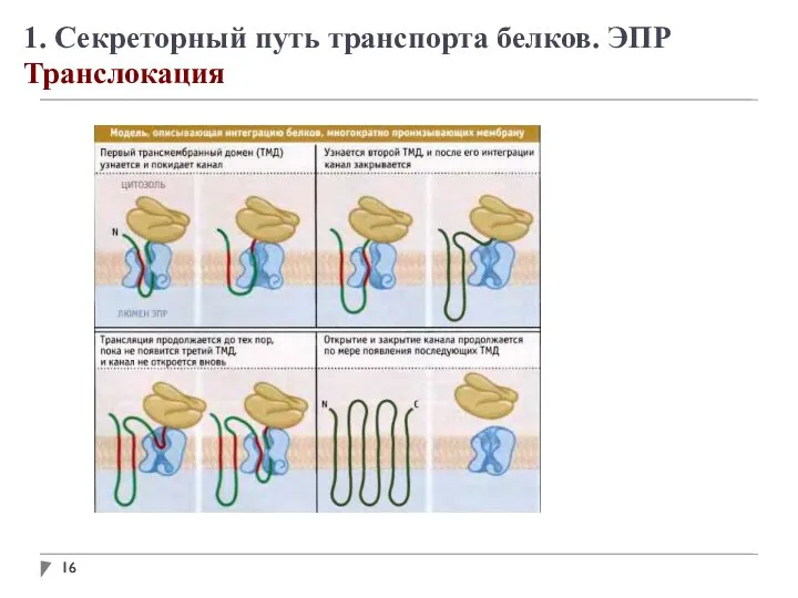 1. Секреторный путь транспорта белков. ЭПР Транслокация