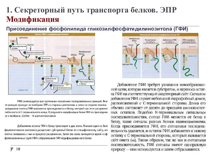 1. Секреторный путь транспорта белков. ЭПР Модификация Присоединение фосфолипида гликозилфосфатидилинозитола (ГФИ)‏