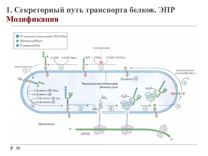 1. Секреторный путь транспорта белков. ЭПР Модификация