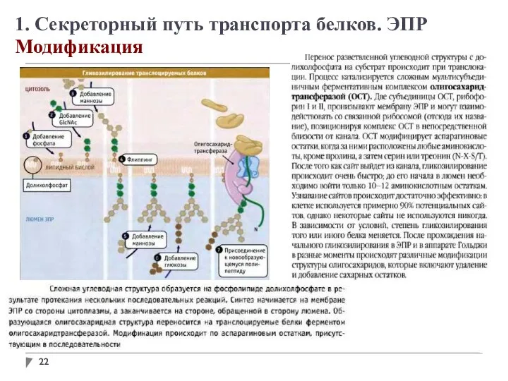 1. Секреторный путь транспорта белков. ЭПР Модификация