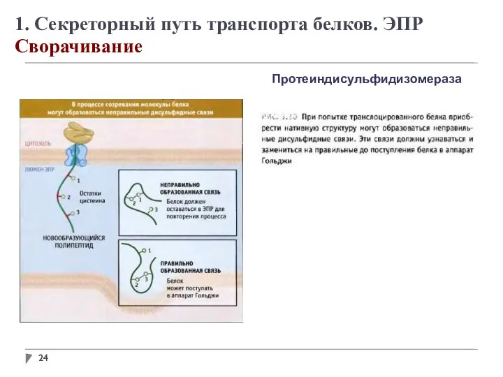 1. Секреторный путь транспорта белков. ЭПР Сворачивание Протеиндисульфидизомераза