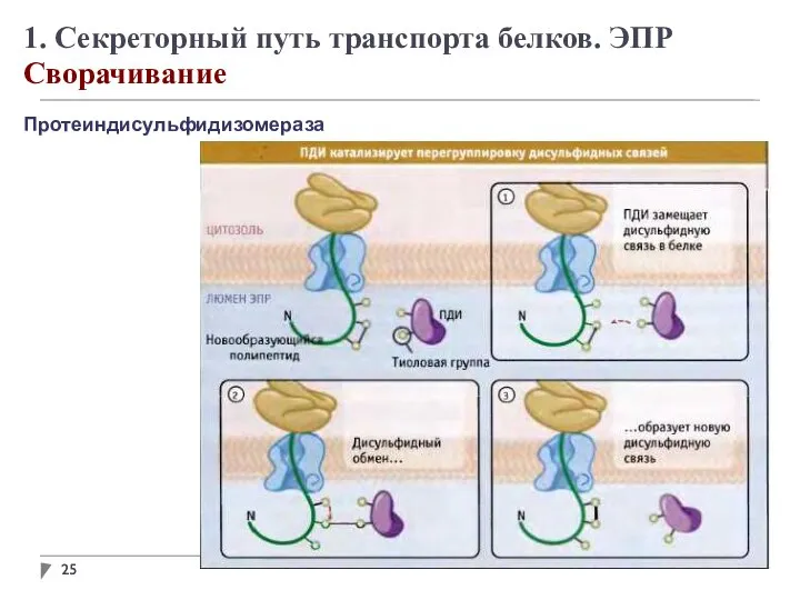 1. Секреторный путь транспорта белков. ЭПР Сворачивание Протеиндисульфидизомераза