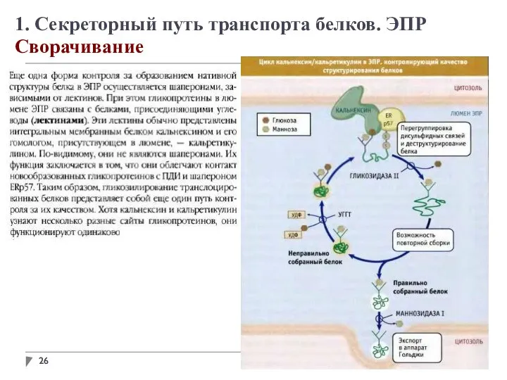 1. Секреторный путь транспорта белков. ЭПР Сворачивание