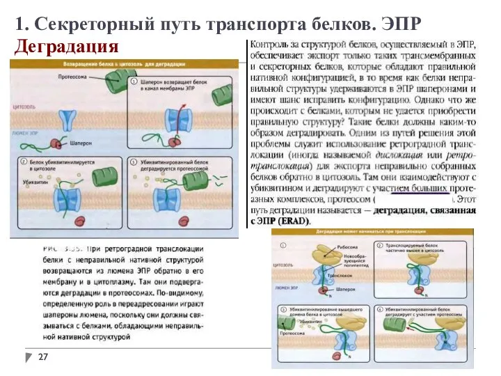 1. Секреторный путь транспорта белков. ЭПР Деградация