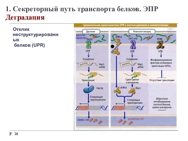 1. Секреторный путь транспорта белков. ЭПР Деградация Отклик неструктурированных белков (UPR)‏