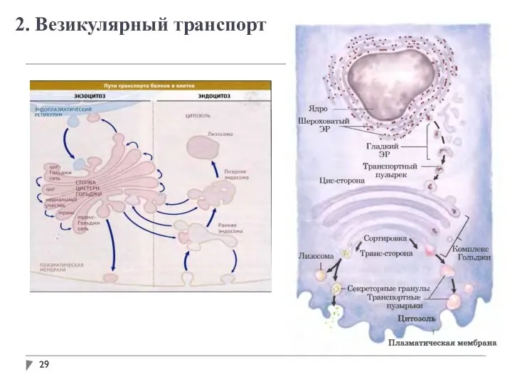 2. Везикулярный транспорт