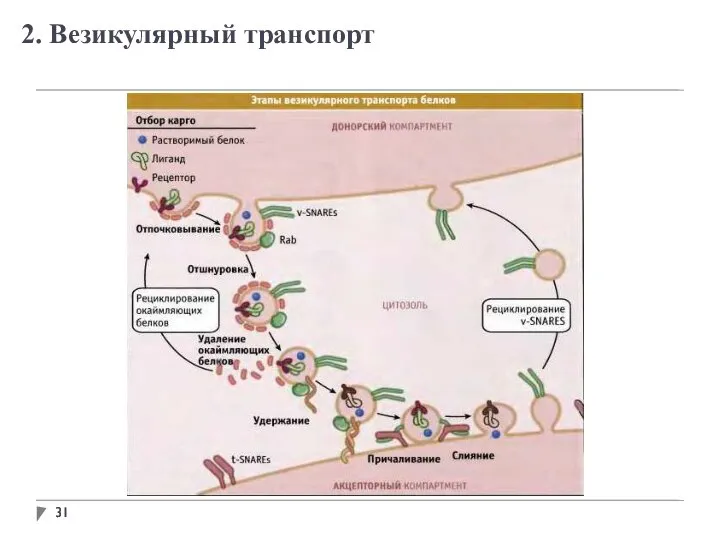 2. Везикулярный транспорт