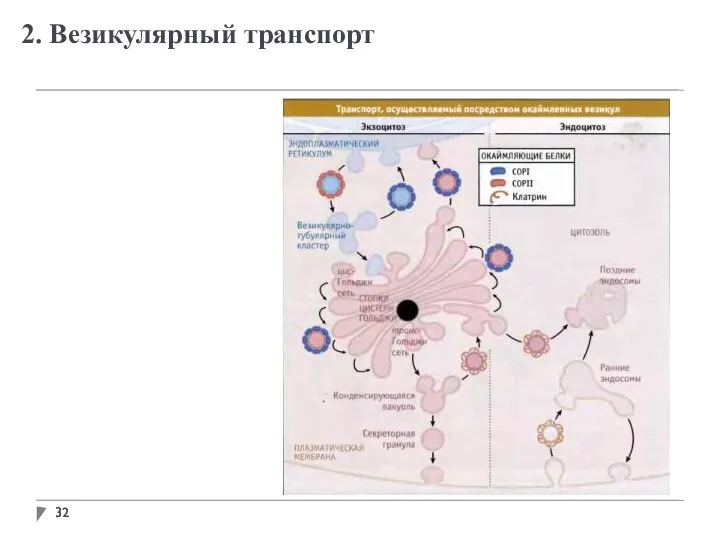 2. Везикулярный транспорт