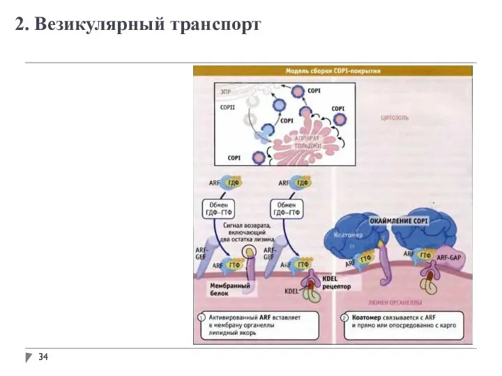 2. Везикулярный транспорт