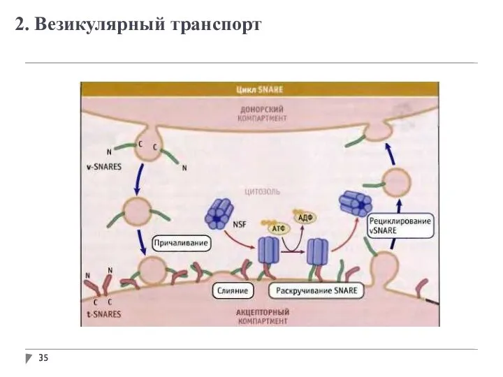 2. Везикулярный транспорт