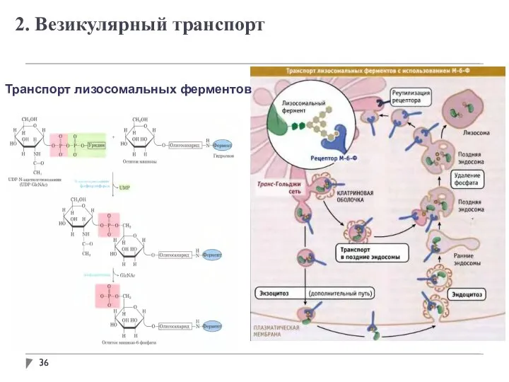 Транспорт лизосомальных ферментов 2. Везикулярный транспорт