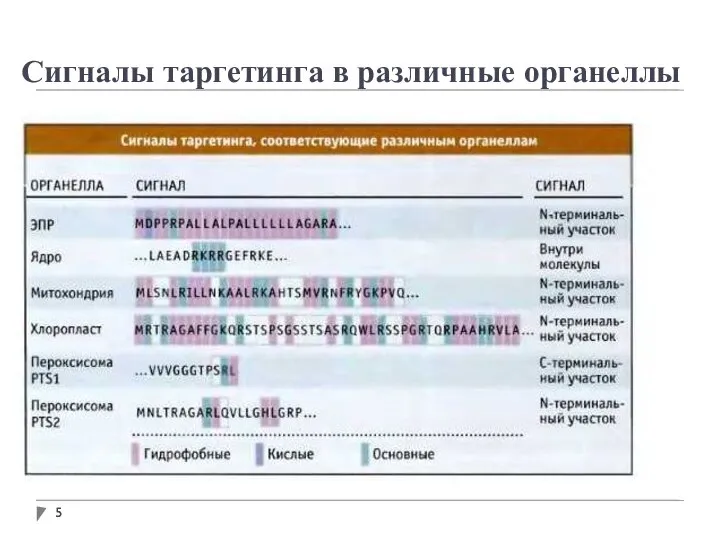 Сигналы таргетинга в различные органеллы