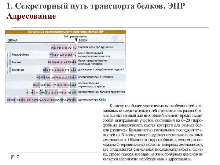 1. Секреторный путь транспорта белков. ЭПР Адресование