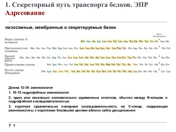 лизосомные, мембранные и секретируемые белки Длина 13-36 аминокислот 1. 10-15 гидрофобных аминокислот