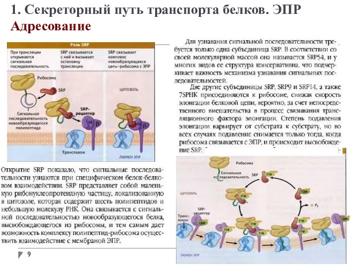 1. Секреторный путь транспорта белков. ЭПР Адресование